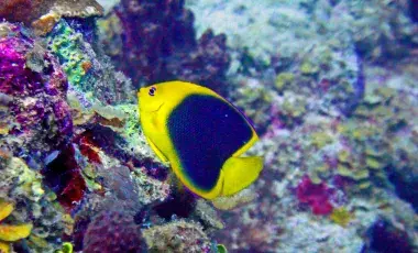 Tropical blue and yellow fish on a corral reef