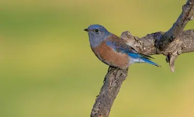 Western Bluebird