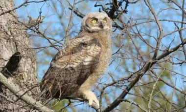 Great Horned Owl perched on tree branch