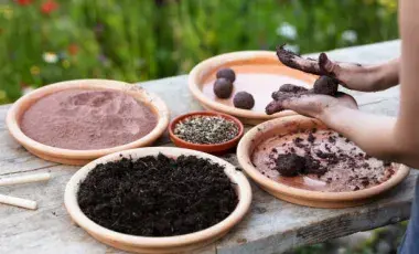 Hands rolling mud, clay and seeds to make a seed bomb.