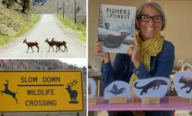 three pictures - one of deer crossing a road, one of a wildlife crossing sign, one of Gisa Nico and one of her books she's written