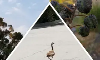 three images are collaged across picture. A tree, a goose, and a seed pod