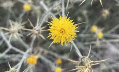 Yellow starthistle growing