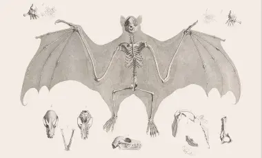 Bat's skeleton