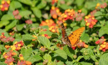 A monarch butterfly resting atop leaves and flowers.