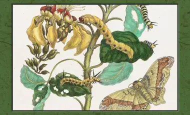 etching of moths on a plant