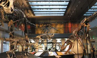 Picture of dinosaur bones in the Natural History Museum