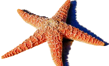 starfish