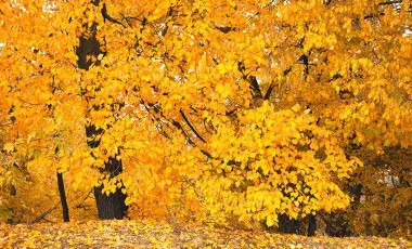 Autumn leaves, golden leaves on the ground at the park
