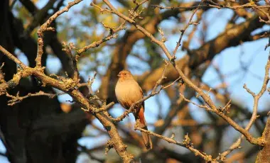 bird in a tree