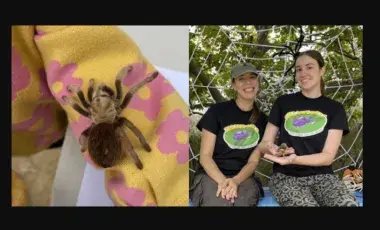 Left image: a spider crawls on the sleeve of a child's sweater. Right image: The Bug Gals sit in front of a giant spiderweb decoration, with Ashley holding a spider in her hands.