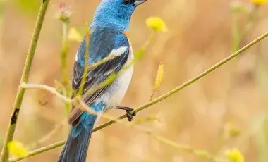 Blue bird in the wild, on a branch