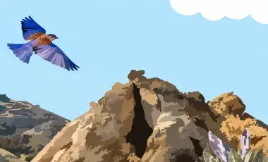 Illustrated blue and brown bird flying over a rugged rocky landscape beneath a bright blue sky, with white clouds and native plants in the foreground.