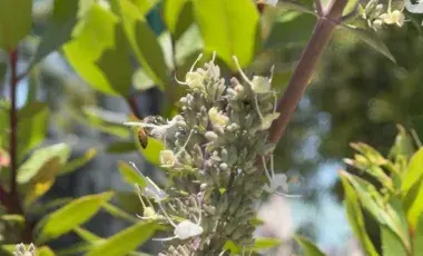 A bee is perched amongst the flowers in a tree. 
