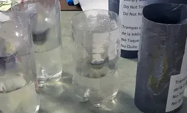 DIY mosquito traps