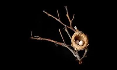 Bird Eggs and Nest