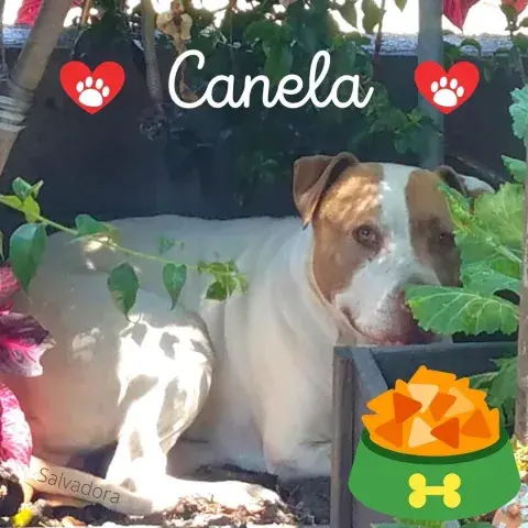 Canela the dog grins at the camera from her shady spot in the backyard.
