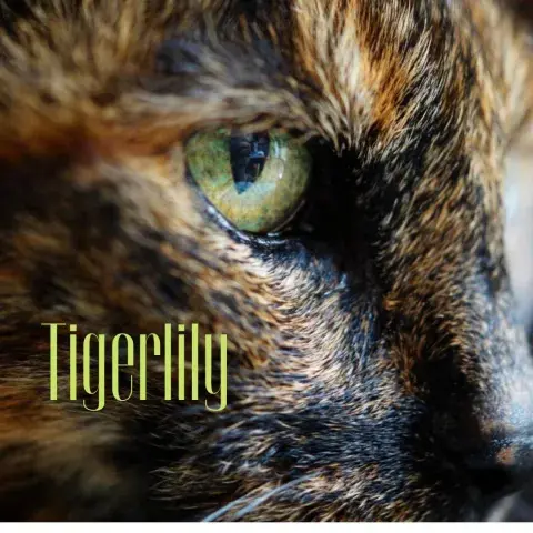 Close-up of a gorgeous cat’s face with piercing green eyes.