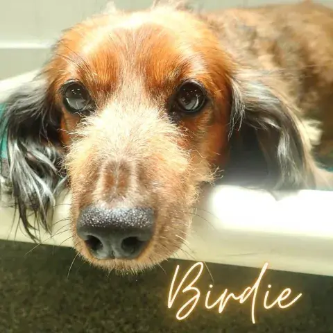 Birdie the long-haired dachshund displays her adorable face.