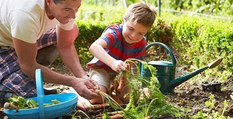 Father and son harvesting their vegetables from their garden.