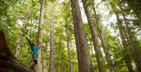 Happy person with arms raised among the trees
