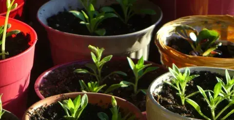 new shoots growing in pots