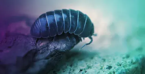 close up of a roly-poly