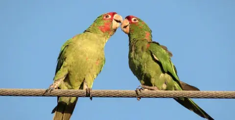 2 wild parrots