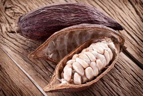 cacao beans and fruit