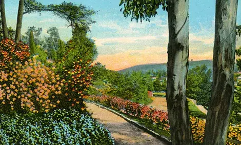 Flowers in Elysian Park