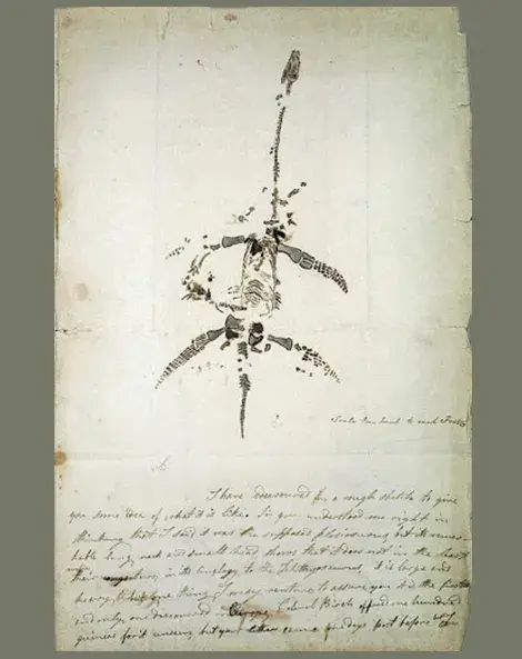 Mary Anning, drawing and notes on announcing her discovery of a Plesiosaurus dolichodeirus, December 26, 1923. 