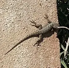 lizard on a wall