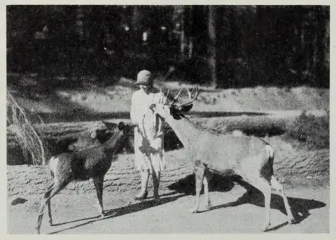 Monica Shannon feeding 2 deers