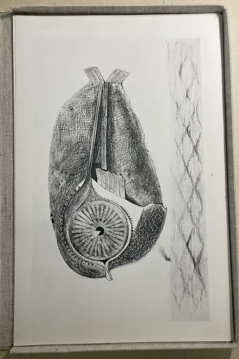 A print from the 1972 reprint of Histoire Naturelle