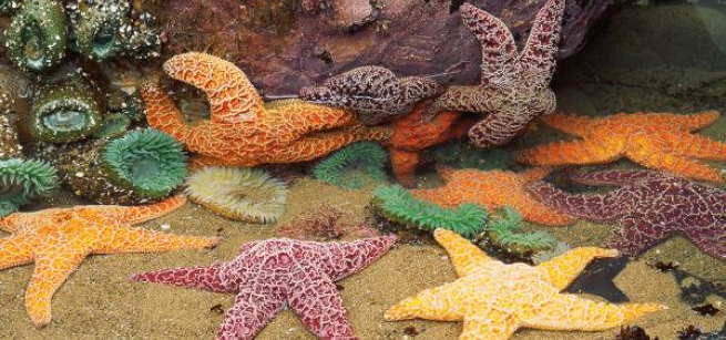assorted colors of sea stars and sea anemone laying on the ocean floor. 