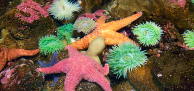 Tide pool animals