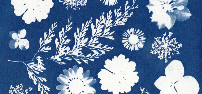 a blue background with white silhouettes of plants and flowers. This is a cyanotype print 