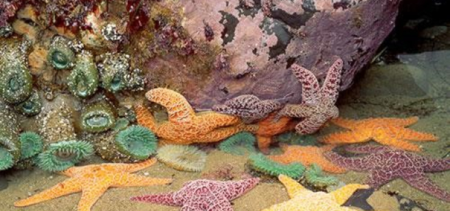 orange, purple, and yellow sea stars rest on sand and cling to rock