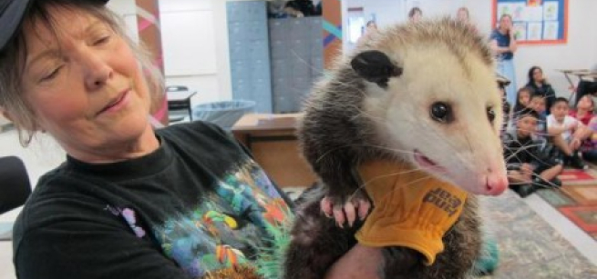 presenter holding an opposum