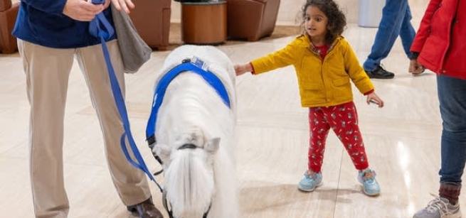 child reaching out to touch mini therapy horse
