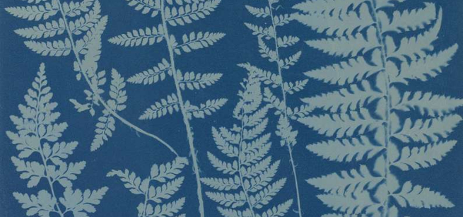 white image of fern leaves on a blue background 