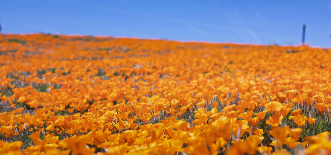 California poppies super bloom
