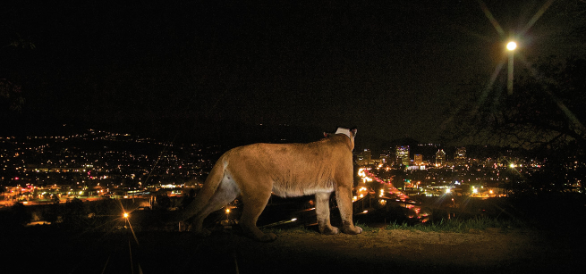 Mountain Lion P-22 looks out over the cityscape at night. Photo credit: Steve Winter