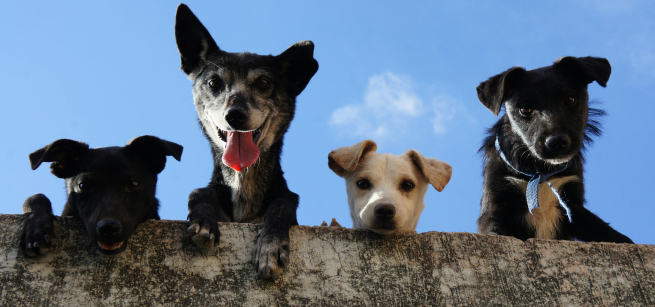 4 dogs peering over a ledge