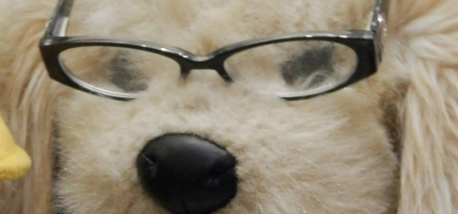 stuffed dog's face, wearing glasses