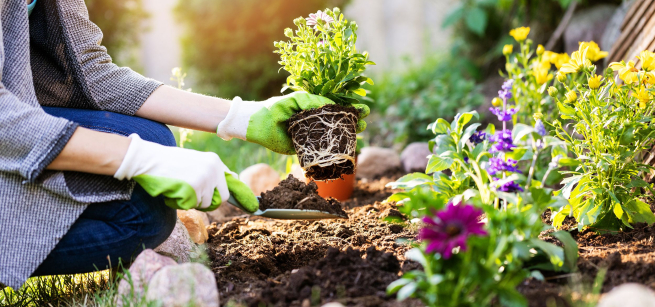 person plants a flower into the soil