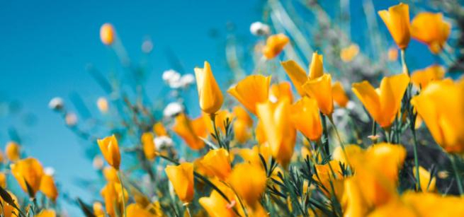 A field of California poppies set against a blue sky.