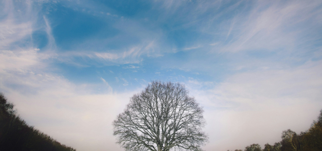 oak tree in field and blue skies image