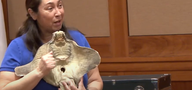  Elisa Zamora holds a preserved sting ray. 