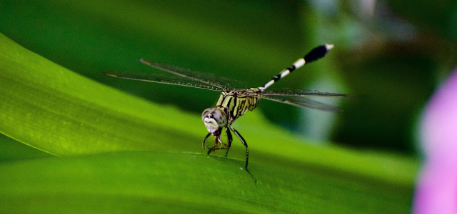 Mosquito on a leaf